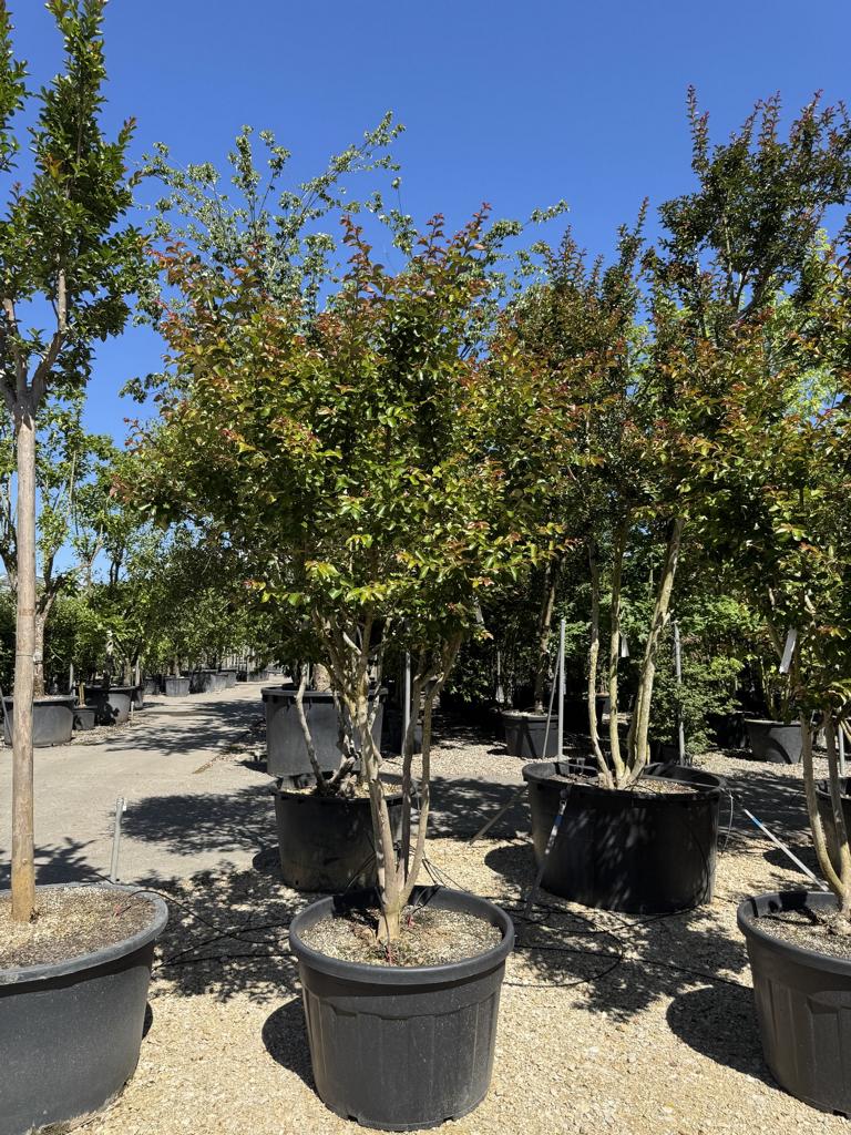 Lagerstroemia indica 'Souvenir d'Andre Desmartis'