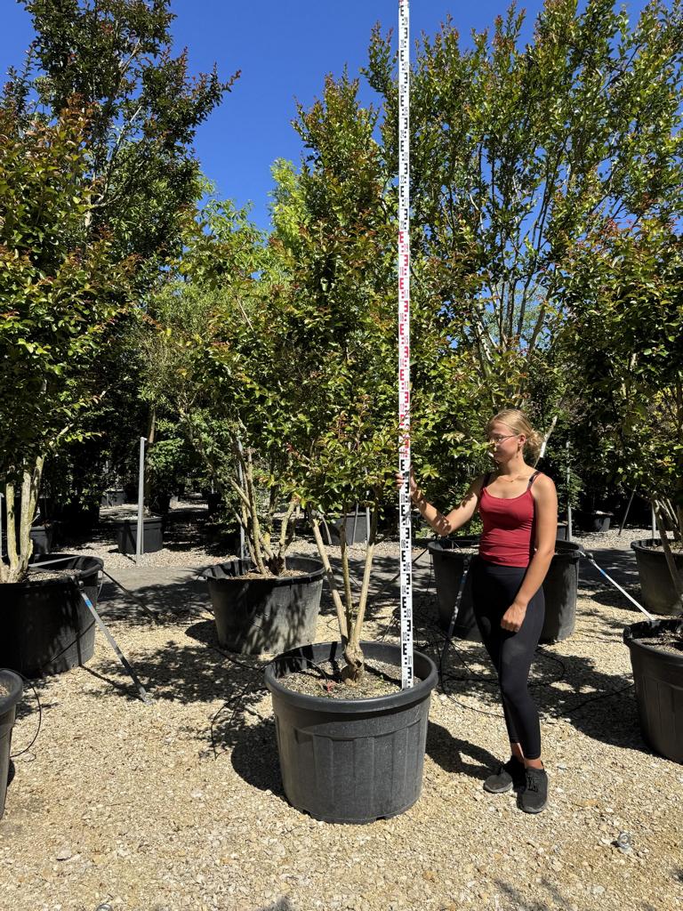 Lagerstroemia indica 'Souvenir d'Andre Desmartis'