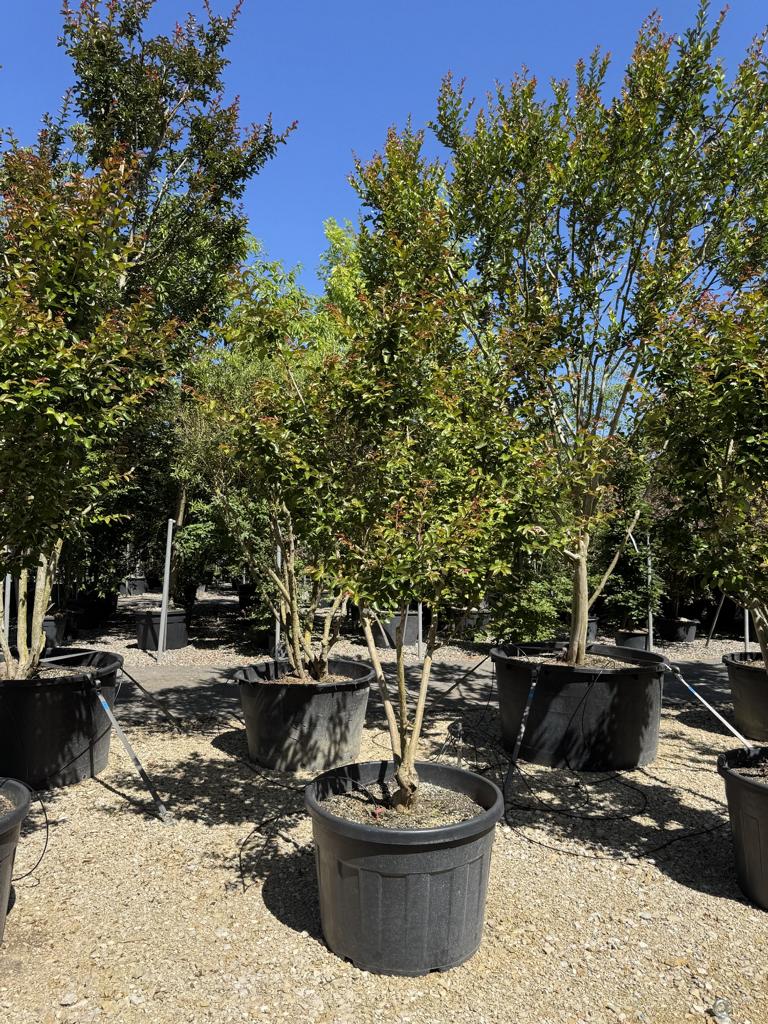 Lagerstroemia indica 'Souvenir d'Andre Desmartis'