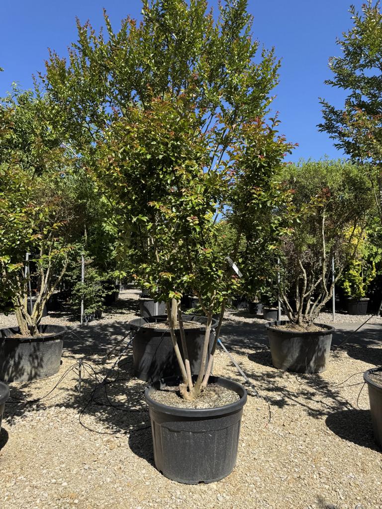 Lagerstroemia indica 'Souvenir d'Andre Desmartis'
