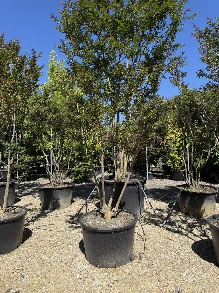 Lagerstroemia indica 'Souvenir d'Andre Desmartis'