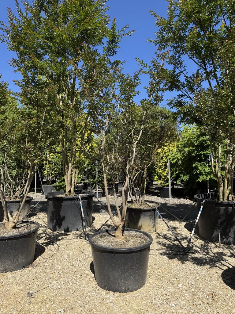 Lagerstroemia indica 'Souvenir d'Andre Desmartis'