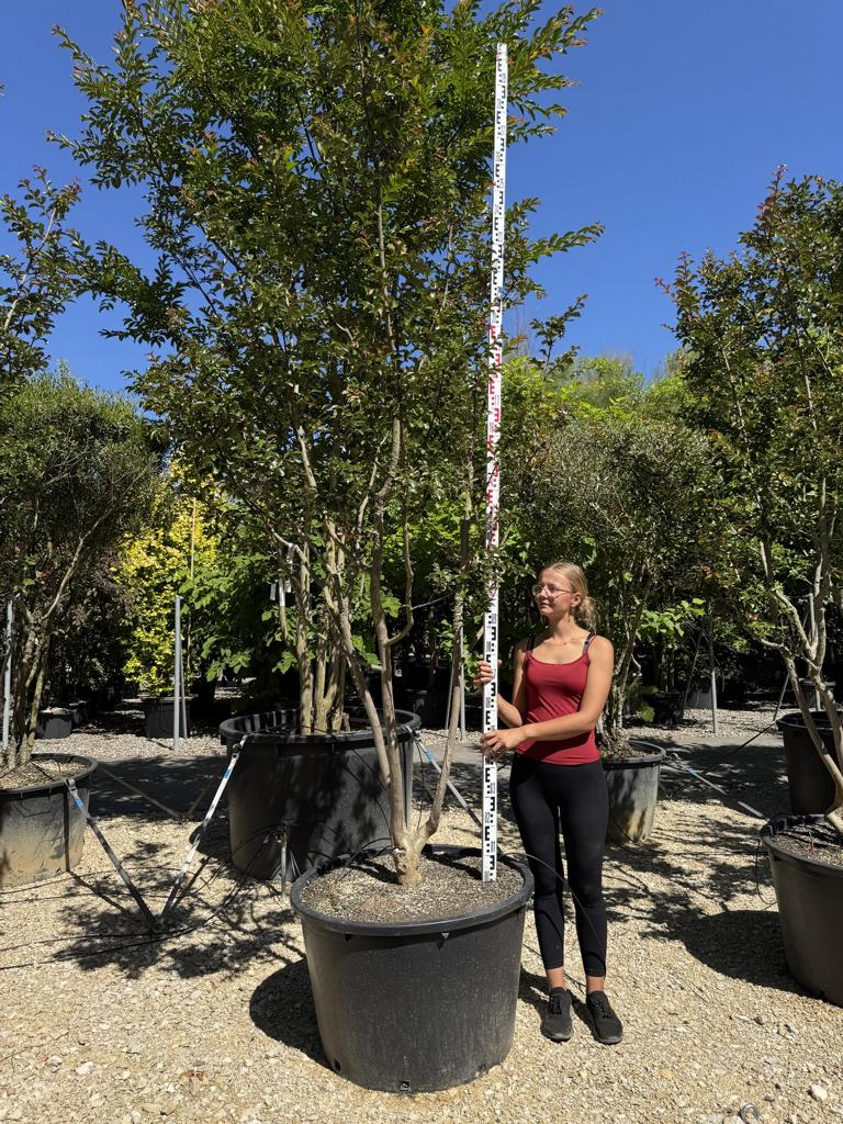 Lagerstroemia indica 'Souvenir d'Andre Desmartis'
