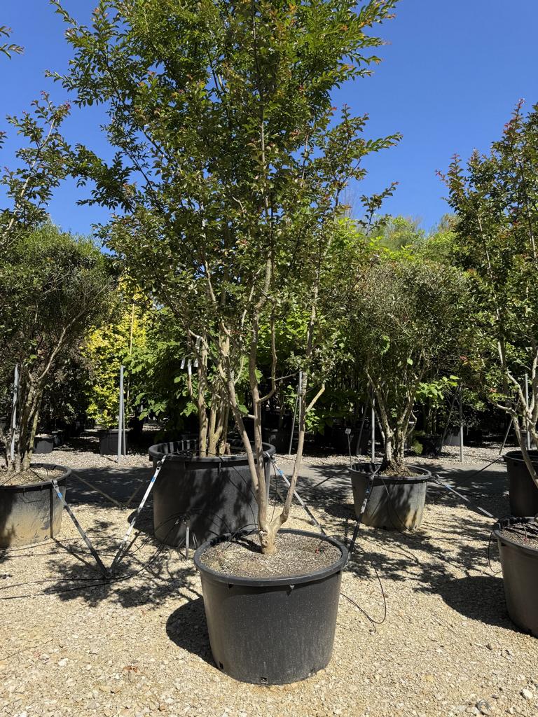 Lagerstroemia indica 'Souvenir d'Andre Desmartis'