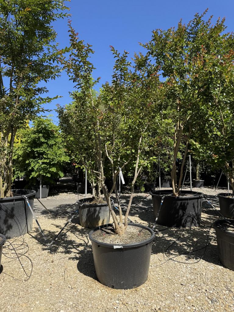 Lagerstroemia indica 'Souvenir d'Andre Desmartis'