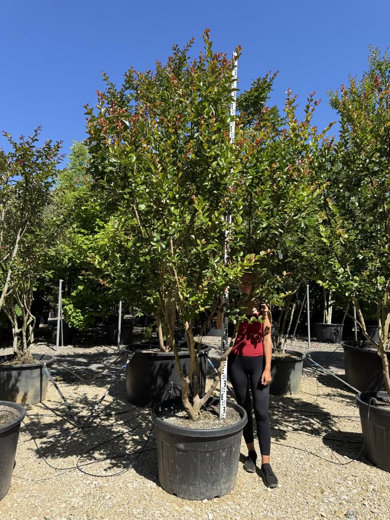 Lagerstroemia indica 'Saint-Emilion'