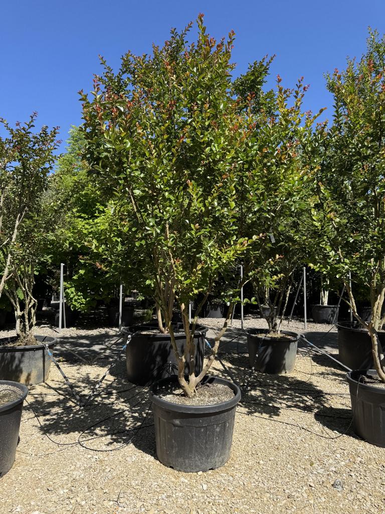 Lagerstroemia indica 'Saint-Emilion'