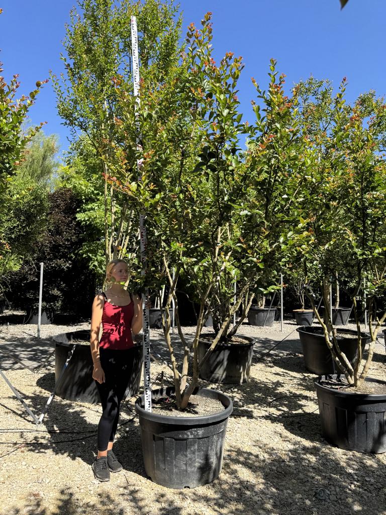 Lagerstroemia indica 'Saint-Emilion'
