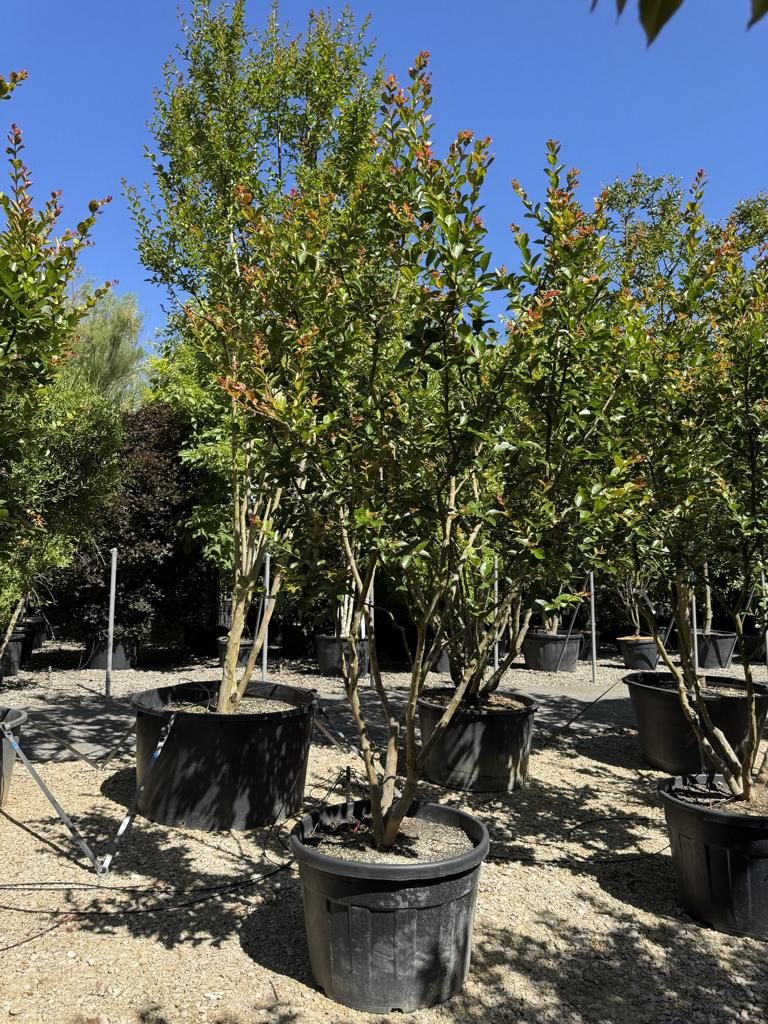 Lagerstroemia indica 'Saint-Emilion'