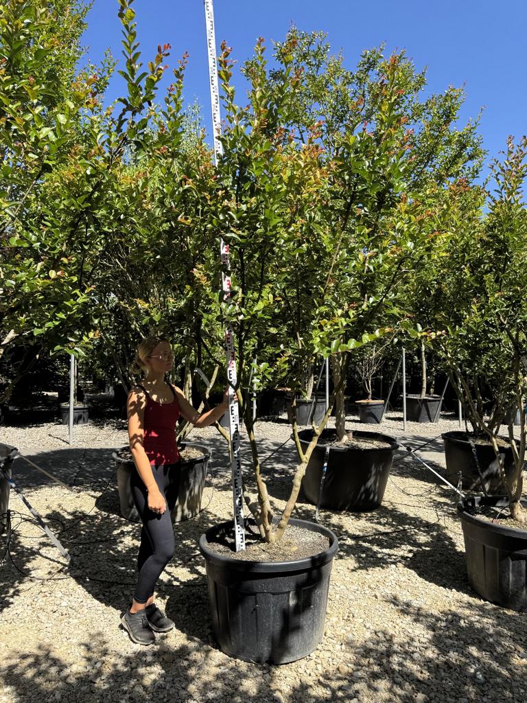 Lagerstroemia indica 'Saint-Emilion'