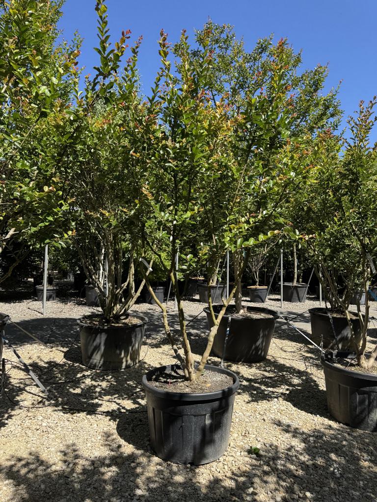 Lagerstroemia indica 'Saint-Emilion'