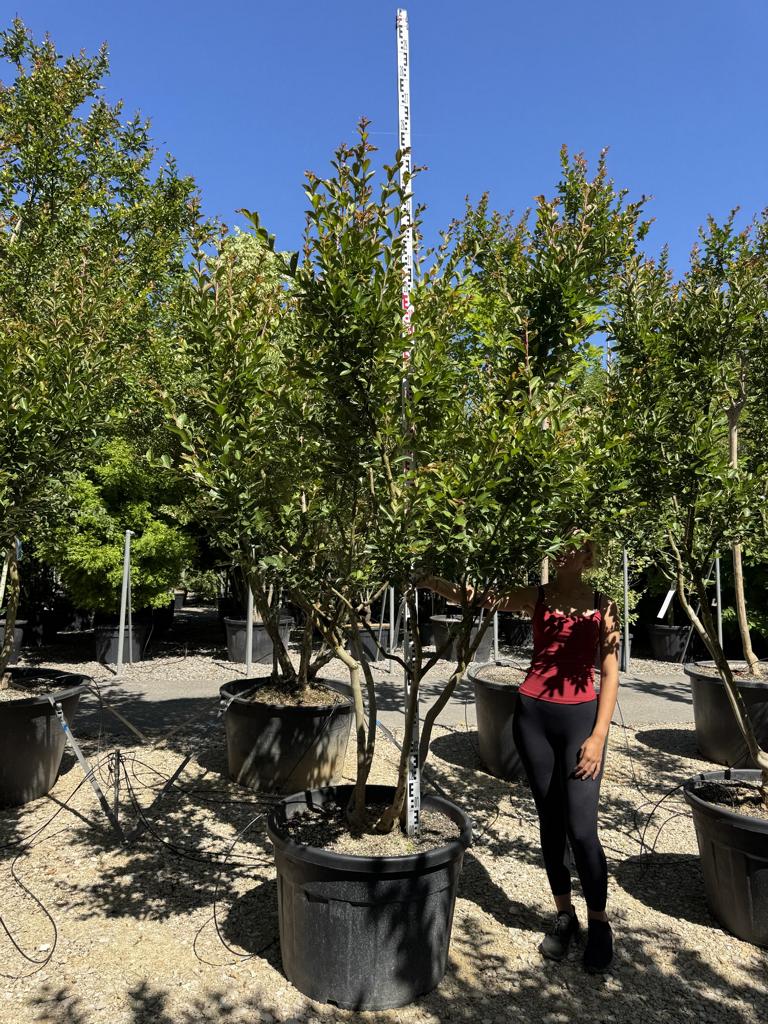 Lagerstroemia indica 'Rose Indien'