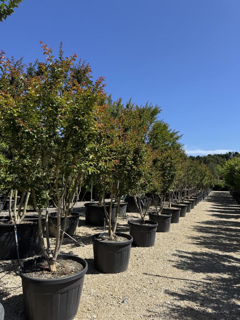 Lagerstroemia indica 'Rose Indien'