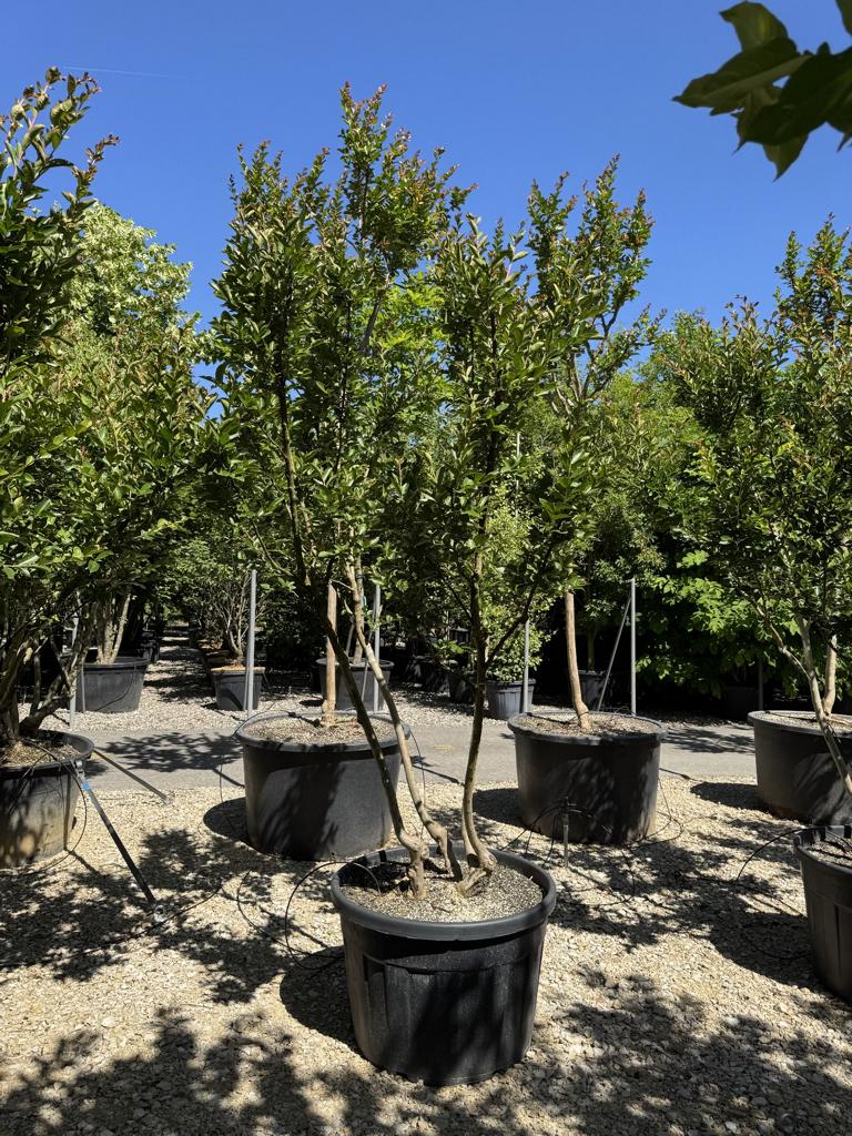 Lagerstroemia indica 'Rose Indien'
