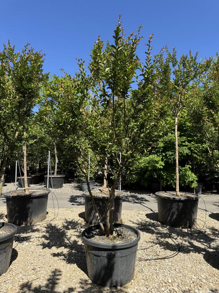 Lagerstroemia indica 'Rose Indien'