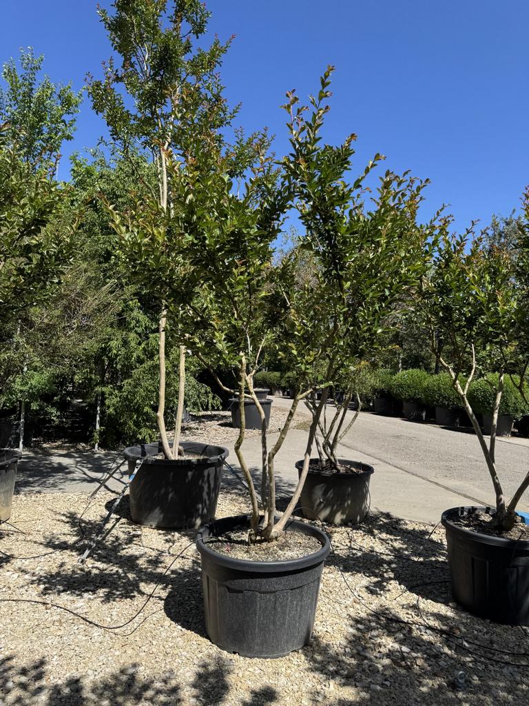 Lagerstroemia indica 'Rose Indien'