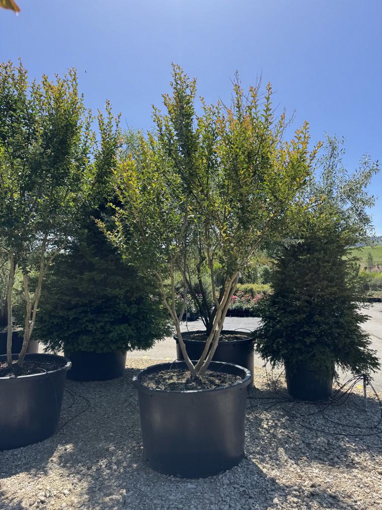 Lagerstroemia indica 'Monbazillac'