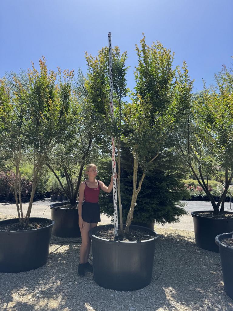 Lagerstroemia indica 'Monbazillac'