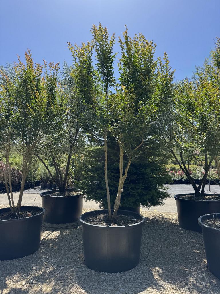 Lagerstroemia indica 'Monbazillac'
