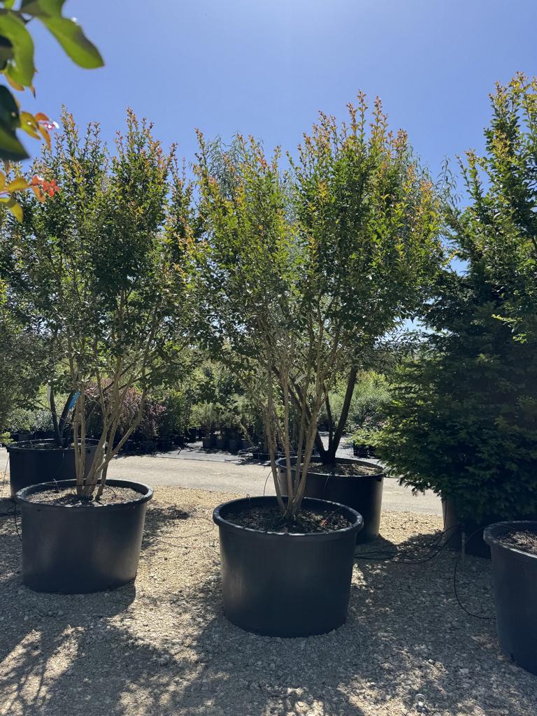 Lagerstroemia indica 'Monbazillac'