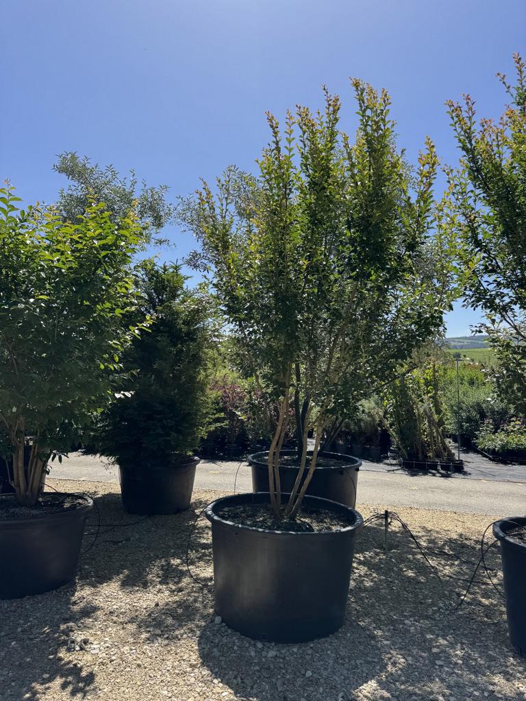 Lagerstroemia indica 'Monbazillac'