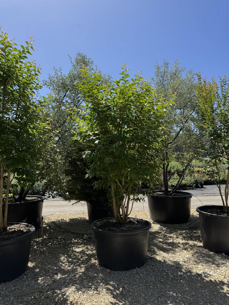 Lagerstroemia indica 'Muskogee'