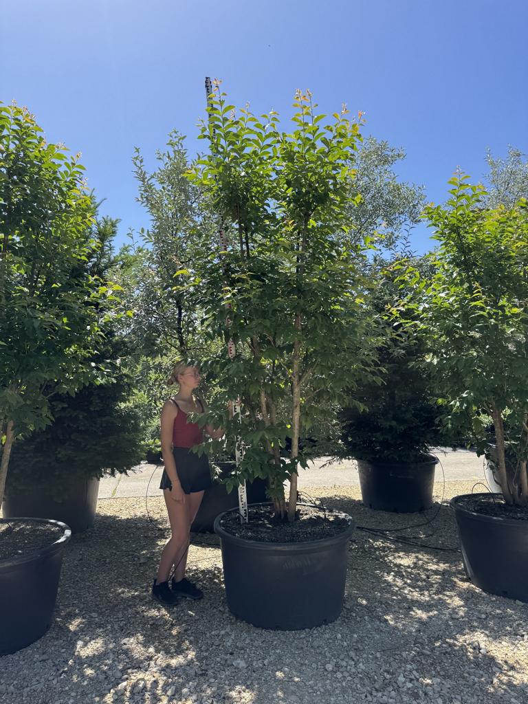 Lagerstroemia indica 'Muskogee'