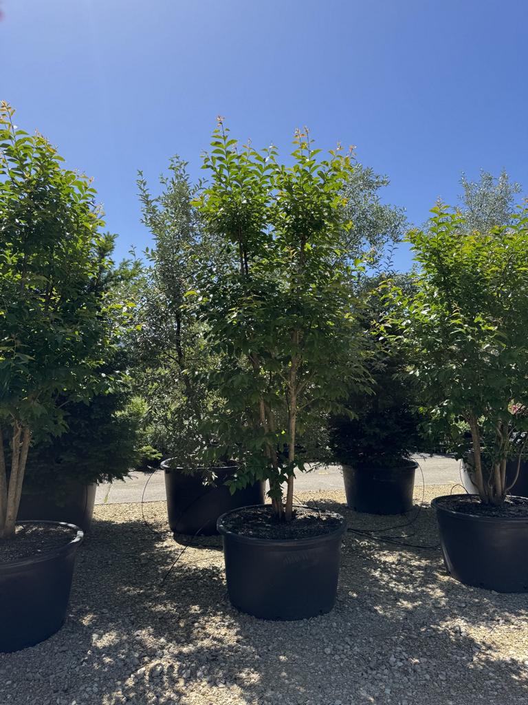 Lagerstroemia indica 'Muskogee'