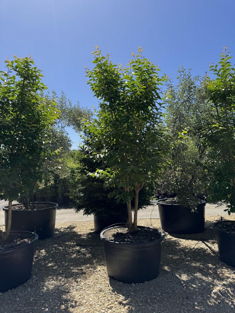 Lagerstroemia indica 'Muskogee'