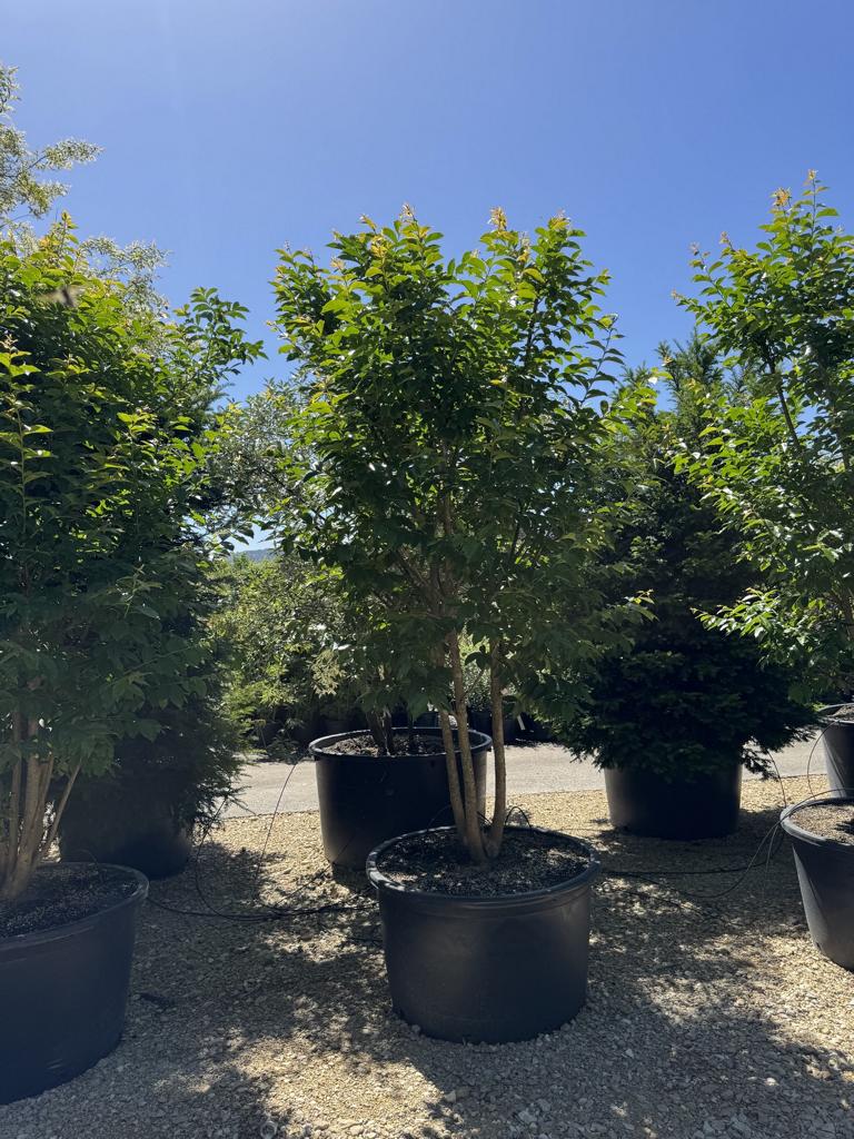 Lagerstroemia indica 'Muskogee'