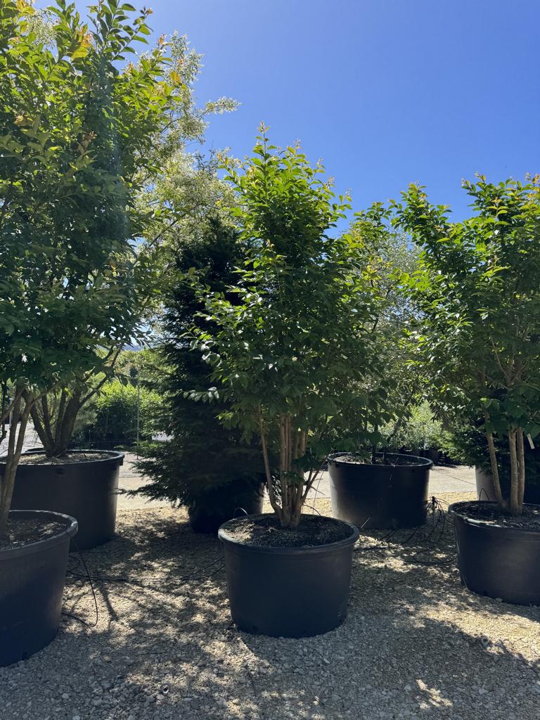 Lagerstroemia indica 'Muskogee'