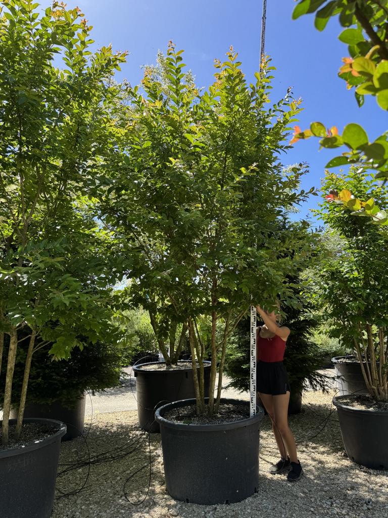Lagerstroemia 'Natchez'