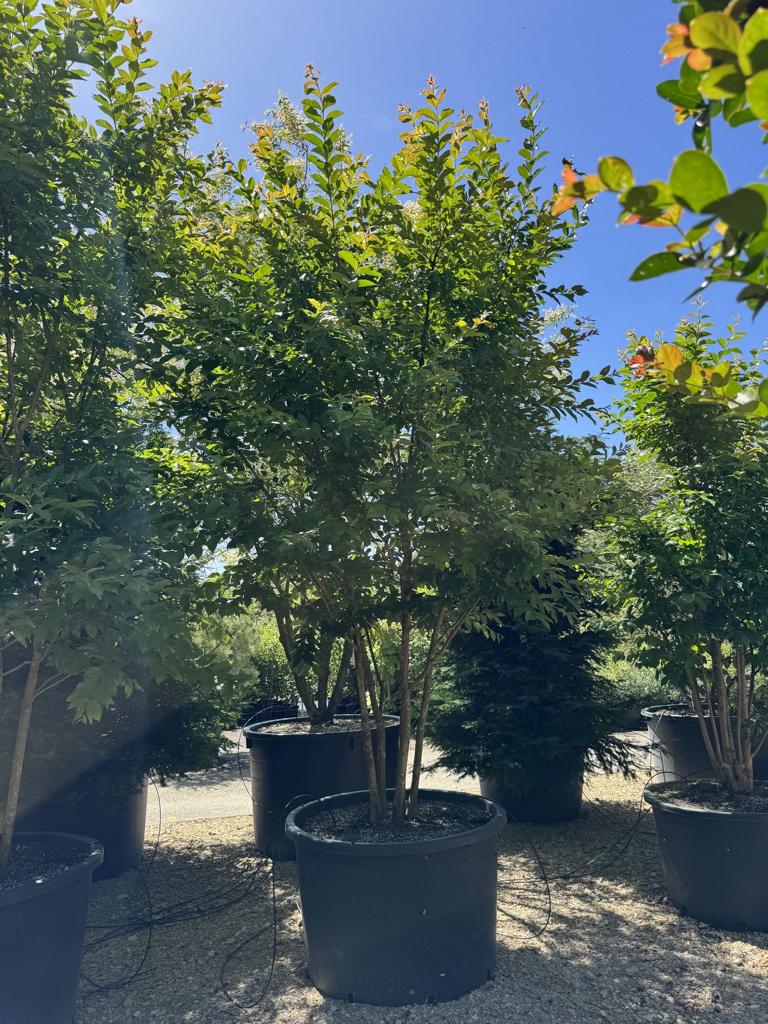 Lagerstroemia 'Natchez'