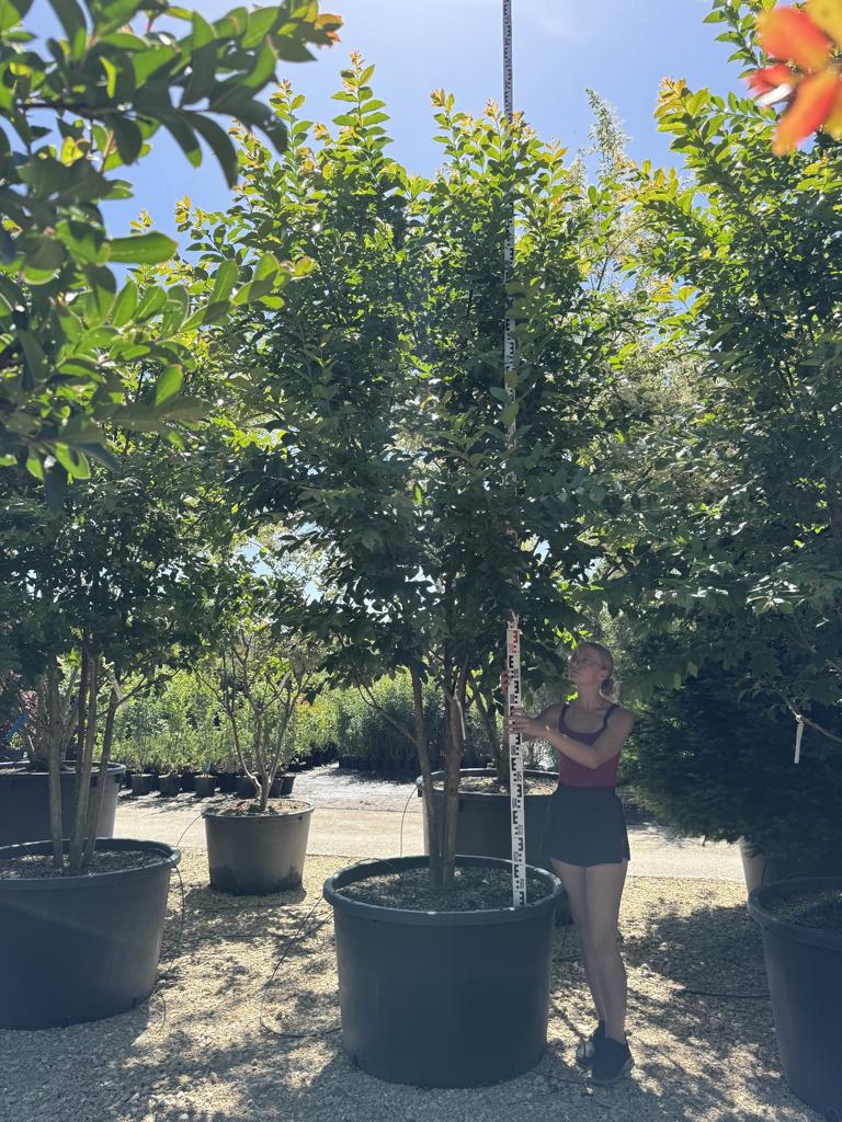 Lagerstroemia 'Natchez'