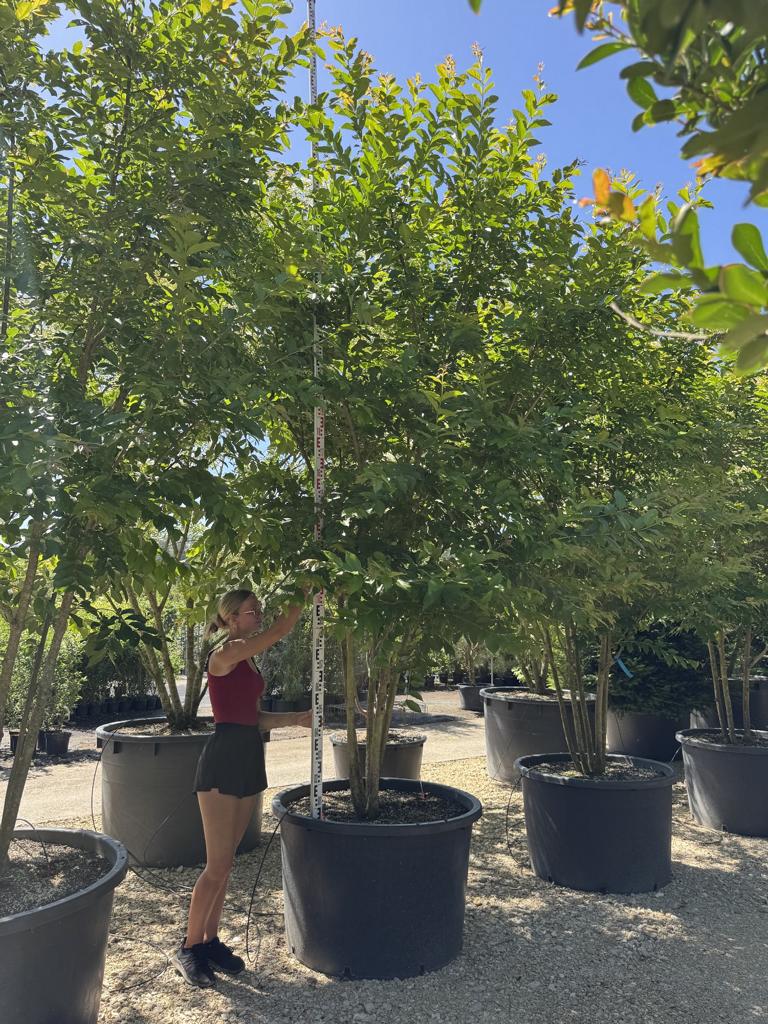 Lagerstroemia 'Natchez'