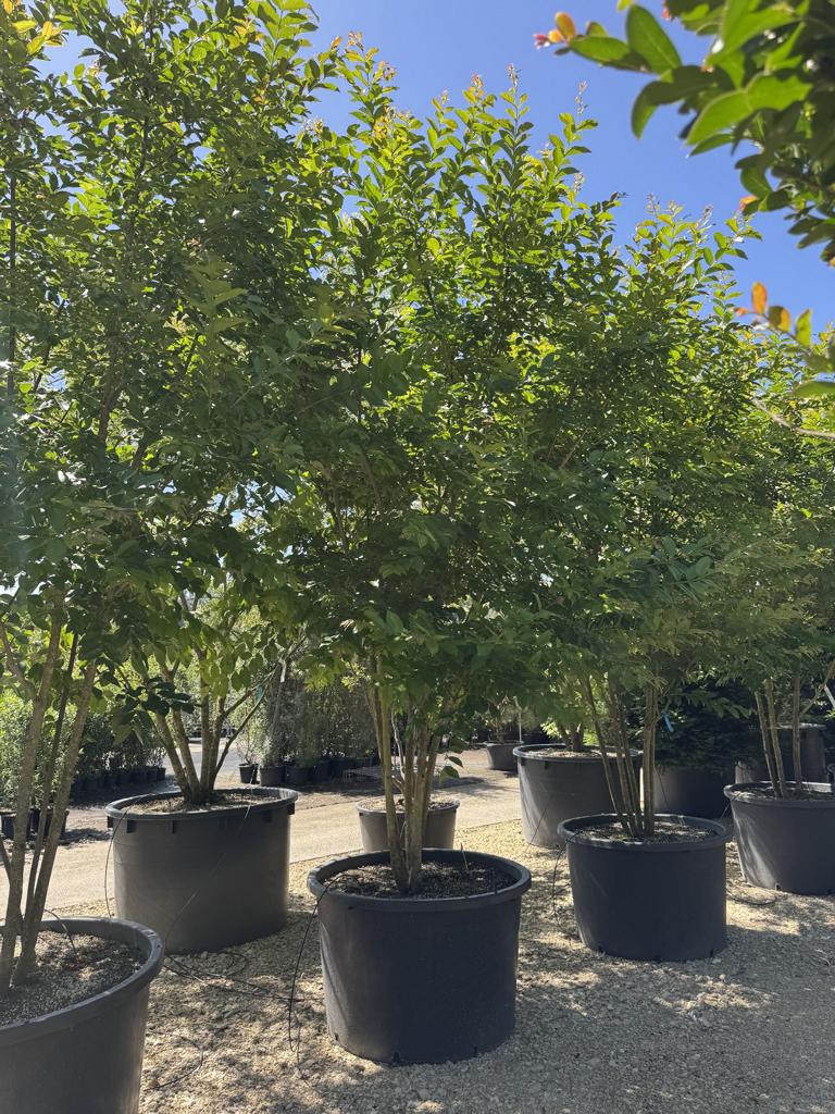 Lagerstroemia 'Natchez'