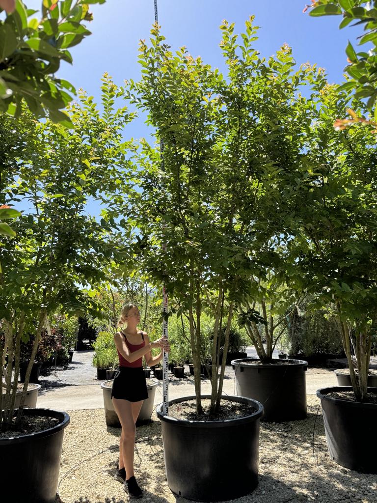 Lagerstroemia 'Natchez'