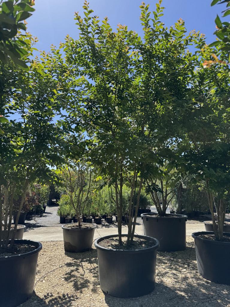 Lagerstroemia 'Natchez'