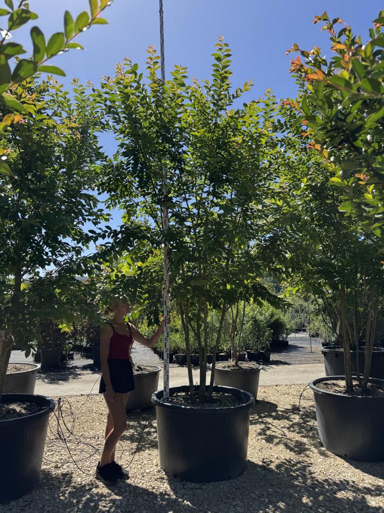 Lagerstroemia 'Natchez'