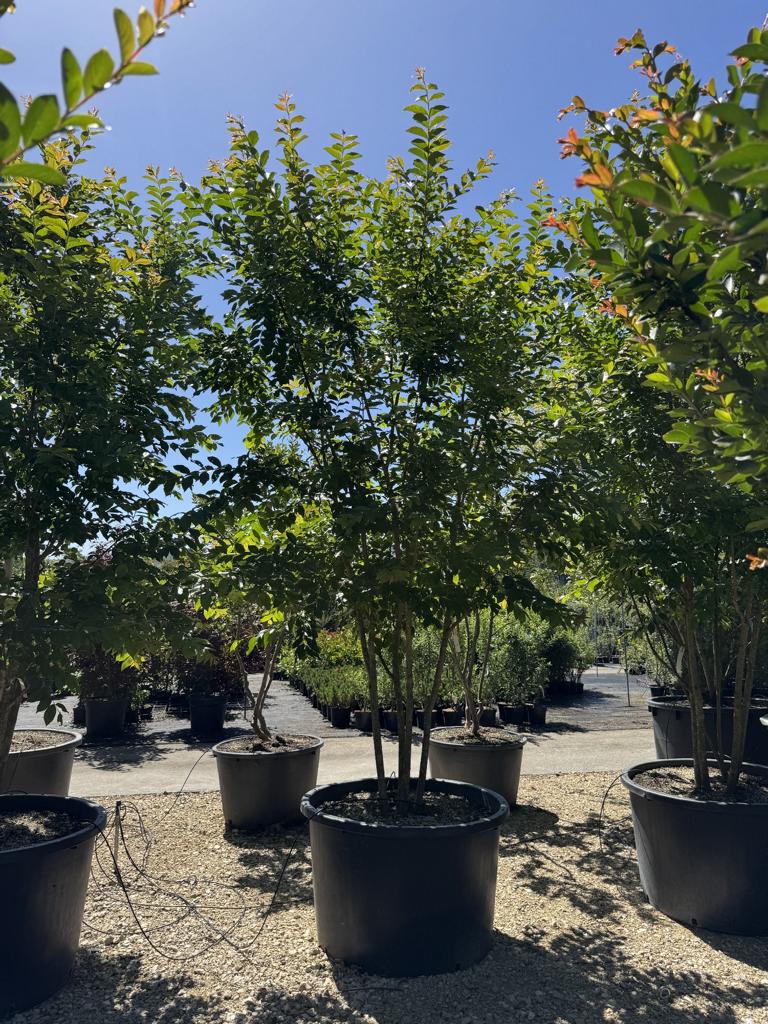Lagerstroemia 'Natchez'