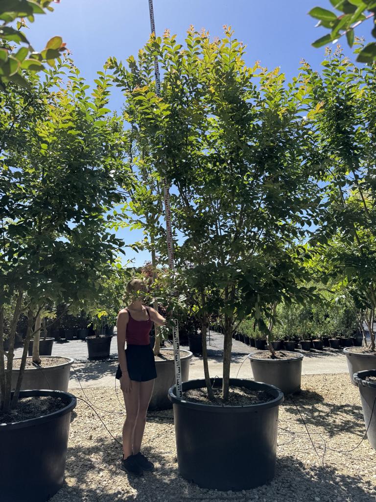 Lagerstroemia 'Natchez'