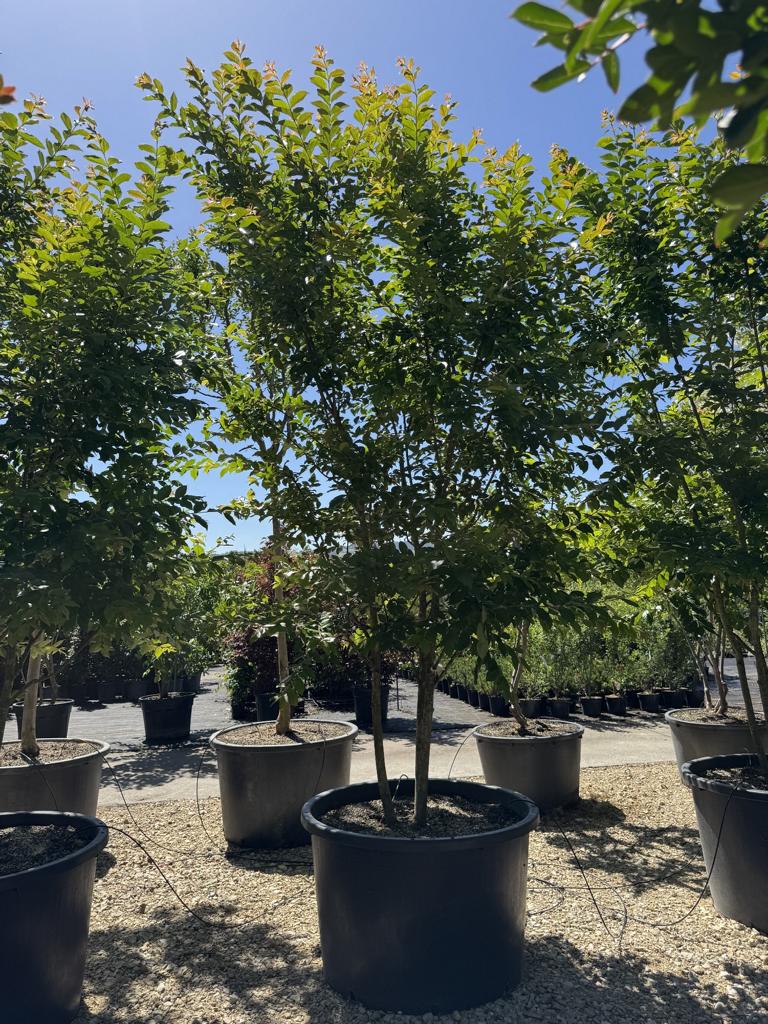 Lagerstroemia 'Natchez'