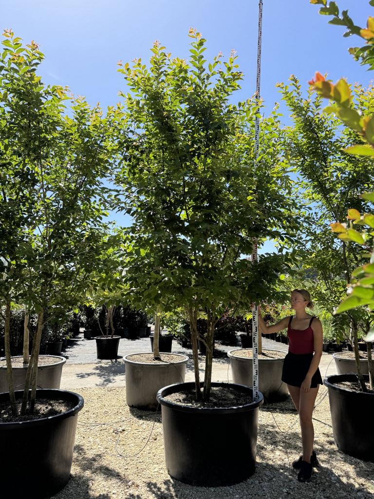 Lagerstroemia 'Natchez'