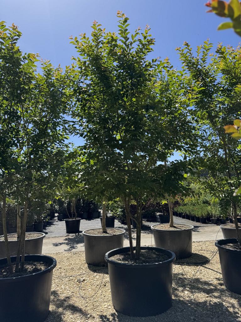 Lagerstroemia 'Natchez'