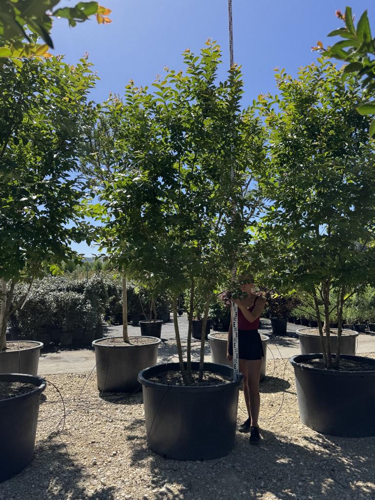 Lagerstroemia 'Natchez'