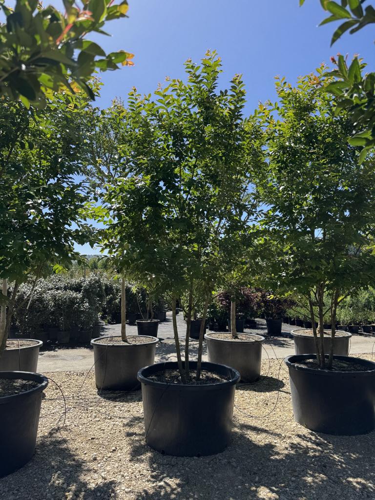 Lagerstroemia 'Natchez'