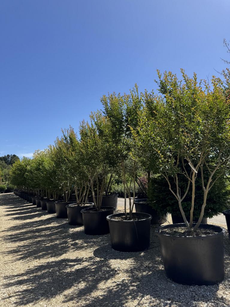 Lagerstroemia 'Natchez'