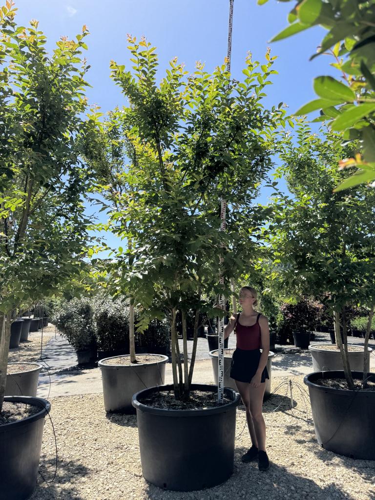 Lagerstroemia 'Natchez'