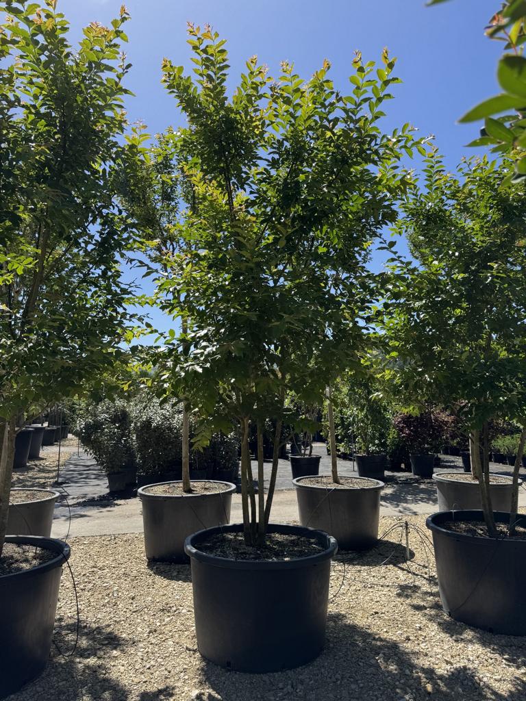 Lagerstroemia 'Natchez'