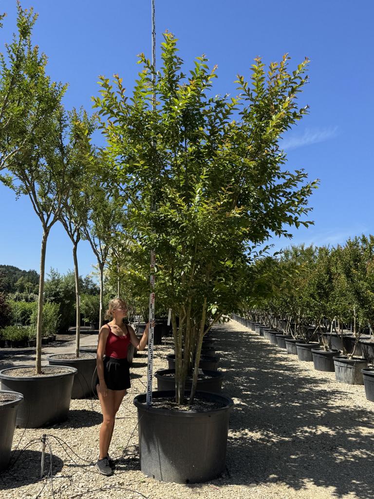 Lagerstroemia 'Natchez'